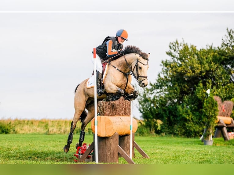 German Riding Pony Mare 11 years 14,1 hh Buckskin in Wieringerwerf