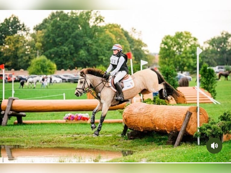 German Riding Pony Mare 11 years 14,1 hh Buckskin in Wieringerwerf