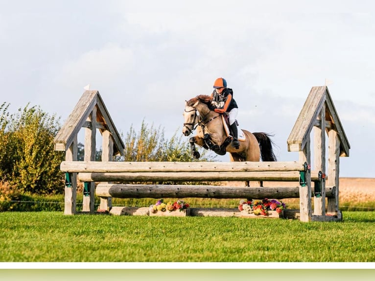 German Riding Pony Mare 11 years 14,1 hh Buckskin in Wieringerwerf