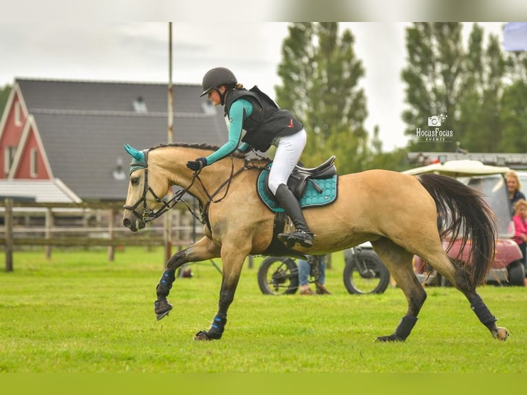 German Riding Pony Mare 11 years 14,1 hh Buckskin in Wieringerwerf