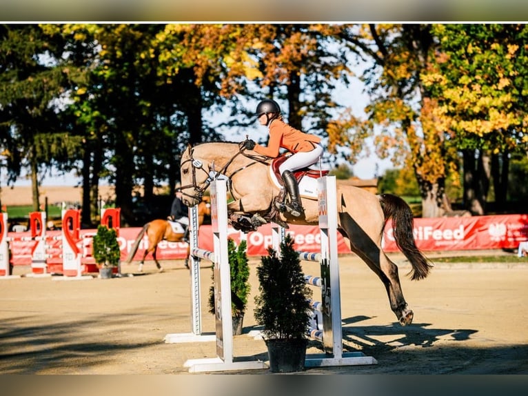 German Riding Pony Mare 11 years 14,1 hh Buckskin in Wieringerwerf