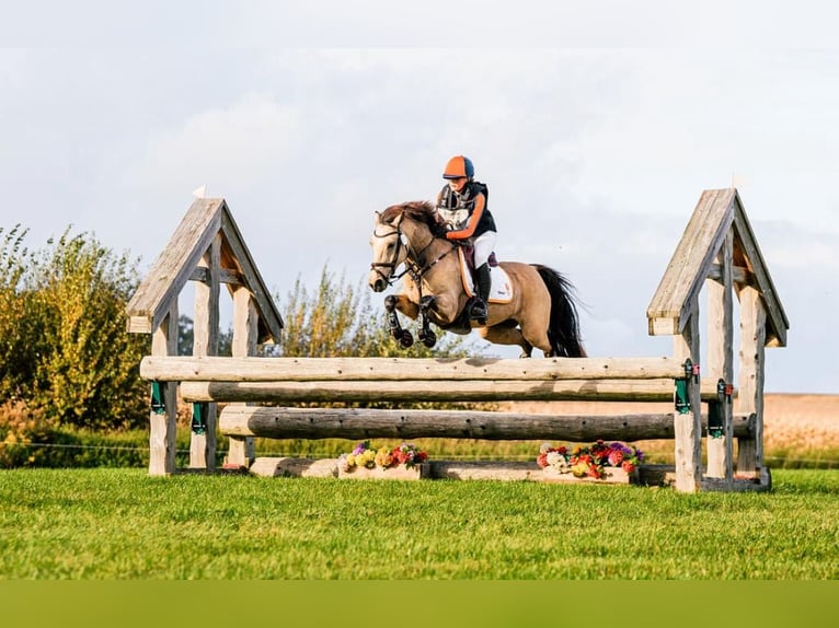 German Riding Pony Mare 11 years 14,1 hh Buckskin in Wieringerwerf