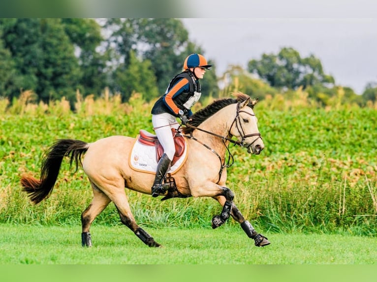 German Riding Pony Mare 11 years 14,1 hh Buckskin in Wieringerwerf