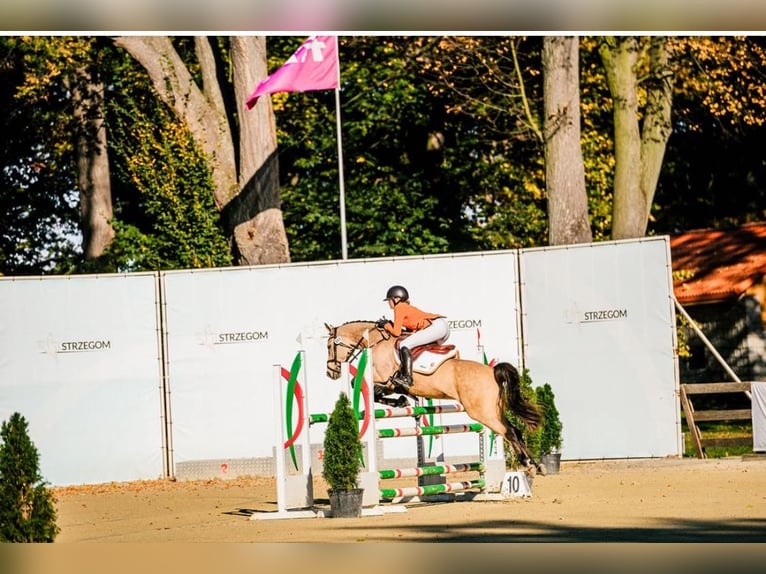 German Riding Pony Mare 11 years 14,1 hh Buckskin in Wieringerwerf