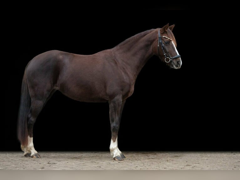 German Riding Pony Mare 11 years 14.1 hh Chestnut in Schönthal