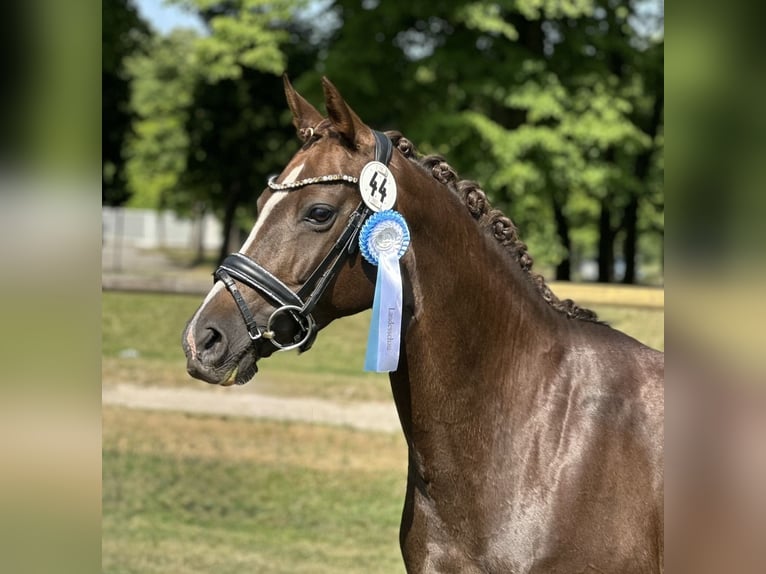 German Riding Pony Mare 11 years 14.1 hh Chestnut in Schönthal