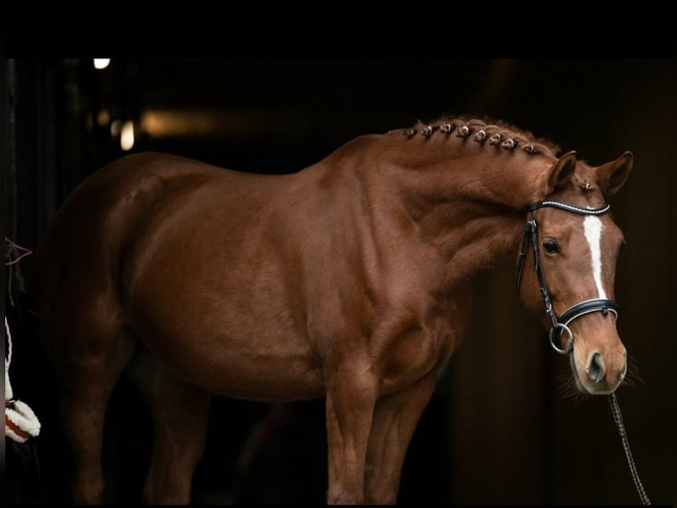 German Riding Pony Mare 11 years 14.1 hh Chestnut-Red in Syrau