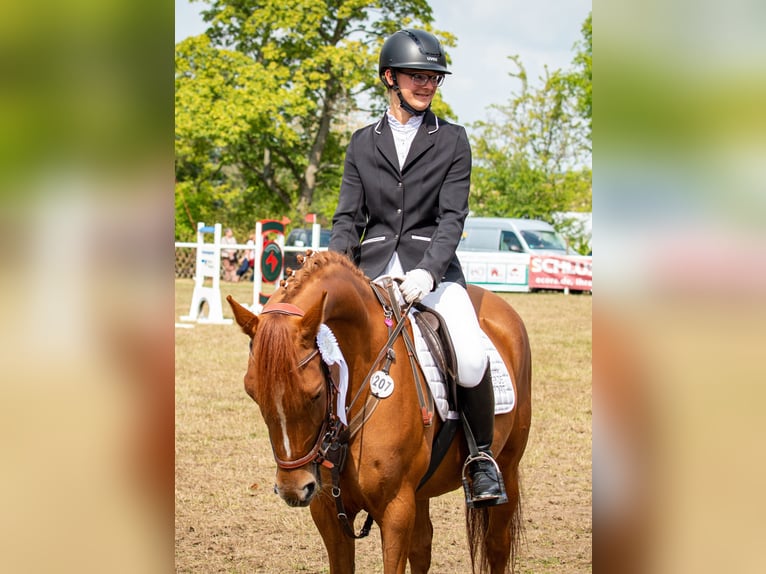 German Riding Pony Mare 11 years 14.1 hh Chestnut-Red in Syrau