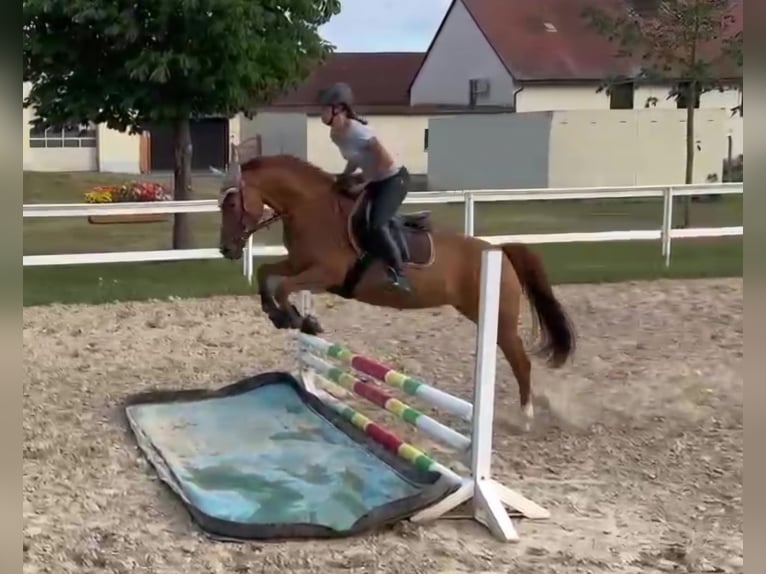 German Riding Pony Mare 11 years 14.1 hh Chestnut-Red in Syrau