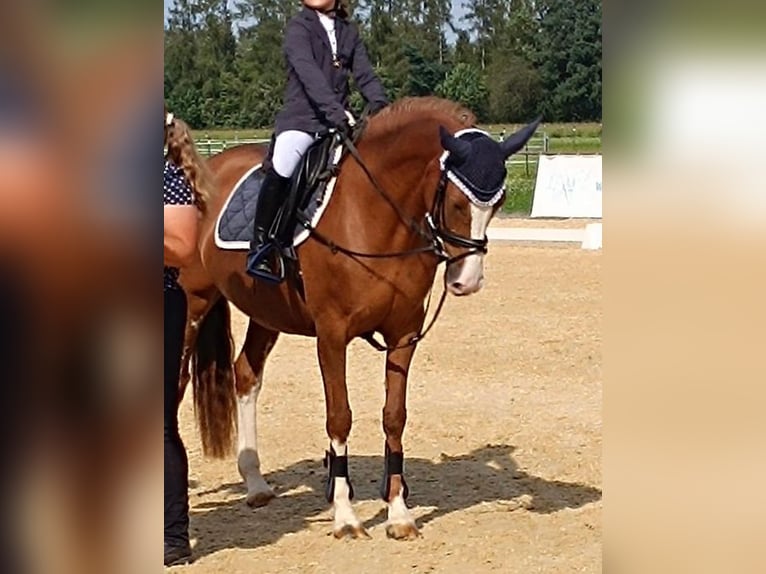 German Riding Pony Mare 11 years 14,1 hh Chestnut-Red in Loiching