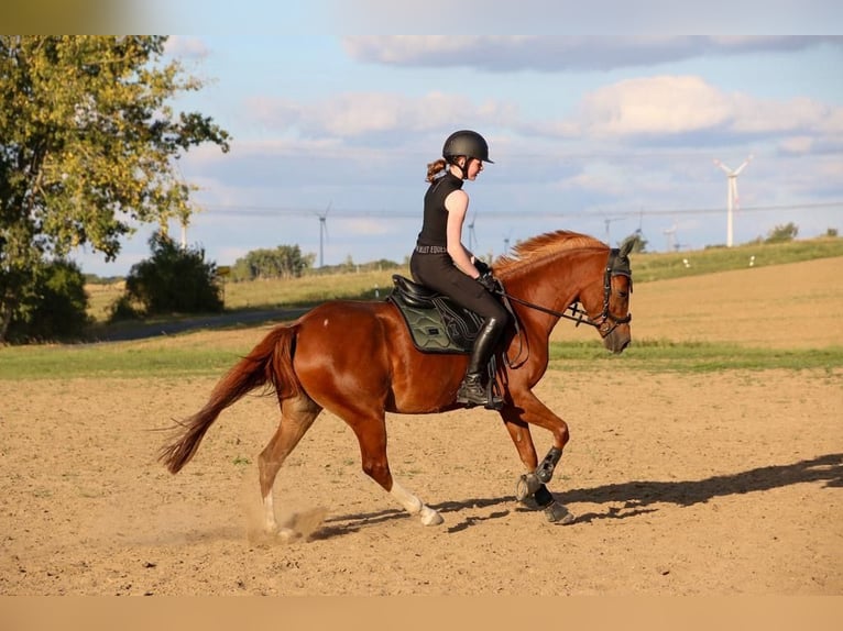 German Riding Pony Mare 11 years 14.1 hh Chestnut-Red in Utenbach