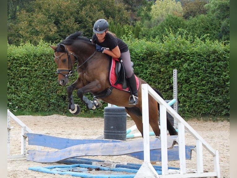 German Riding Pony Mare 11 years 14,1 hh in Hameln