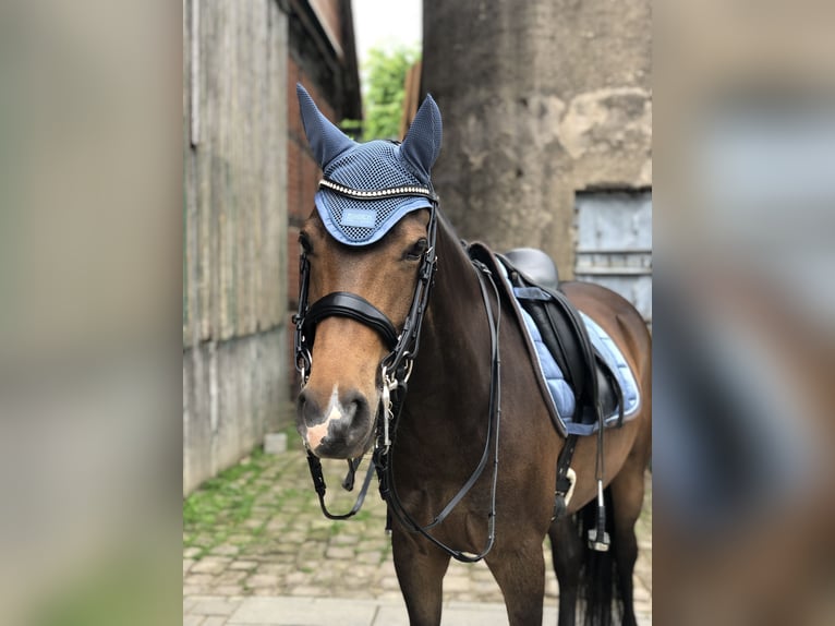 German Riding Pony Mare 11 years 14,1 hh in Hameln