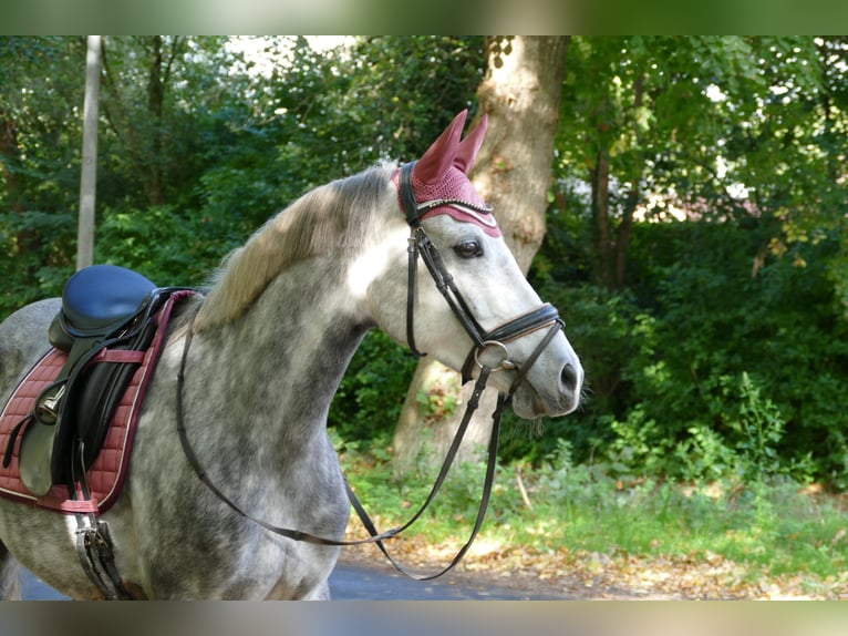 German Riding Pony Mare 11 years 14.1 hh Grey-Dapple in Rhede