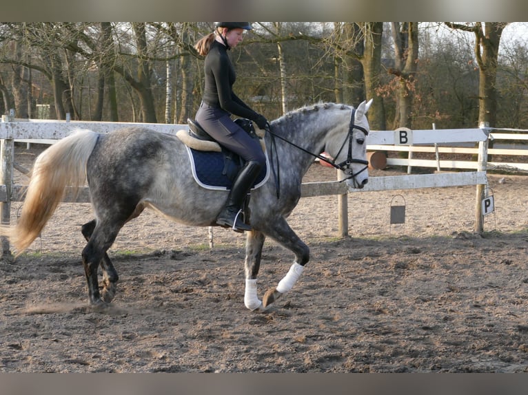 German Riding Pony Mare 11 years 14.1 hh Grey-Dapple in Rhede