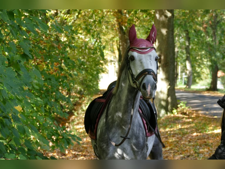 German Riding Pony Mare 11 years 14.1 hh Grey-Dapple in Rhede