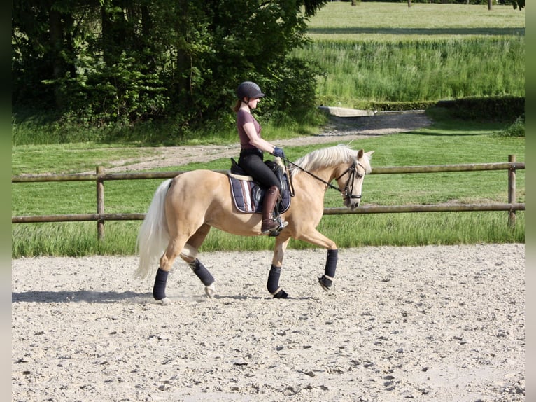 German Riding Pony Mare 11 years 14.1 hh Palomino in Schwerte