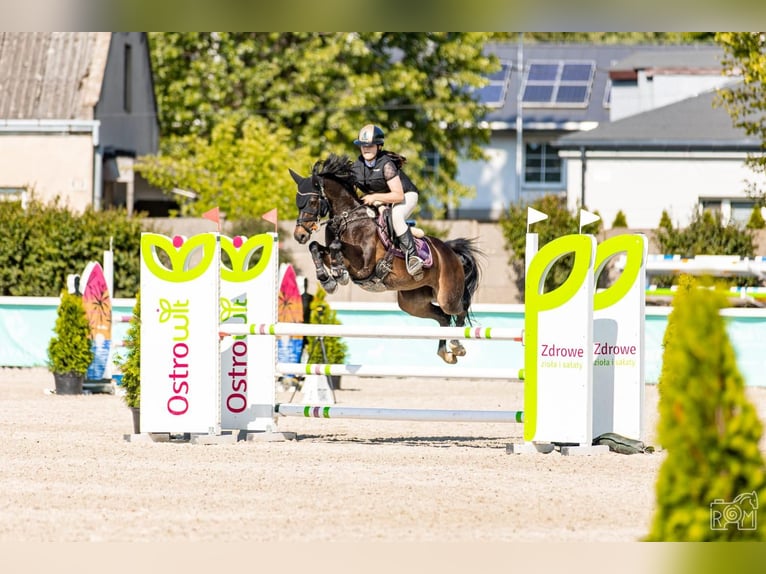 German Riding Pony Mare 11 years 14.1 hh Smoky-Black in Łódź