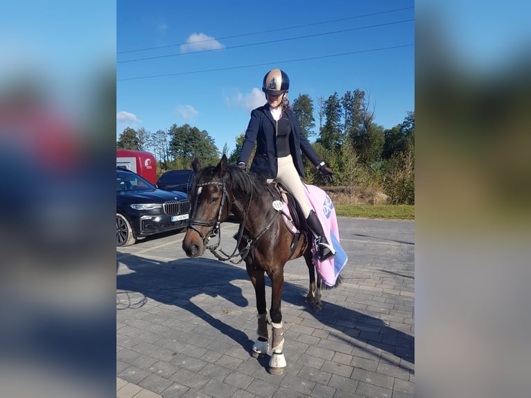 German Riding Pony Mare 11 years 14.1 hh Smoky-Black in Łódź