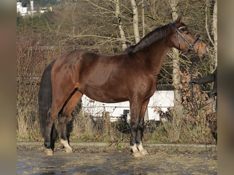 German Riding Pony Mare 11 years 14,2 hh Bay-Dark in Windhagen