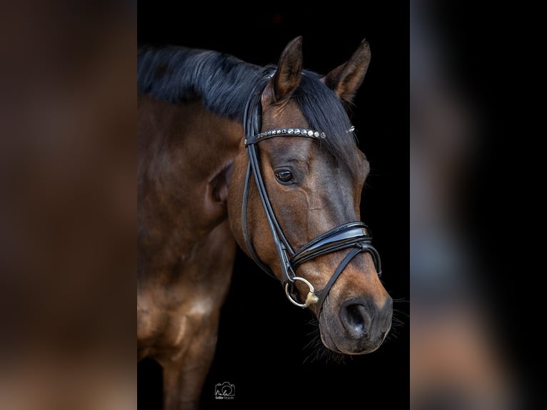 German Riding Pony Mare 11 years 14,2 hh Bay-Dark in Haltern am See