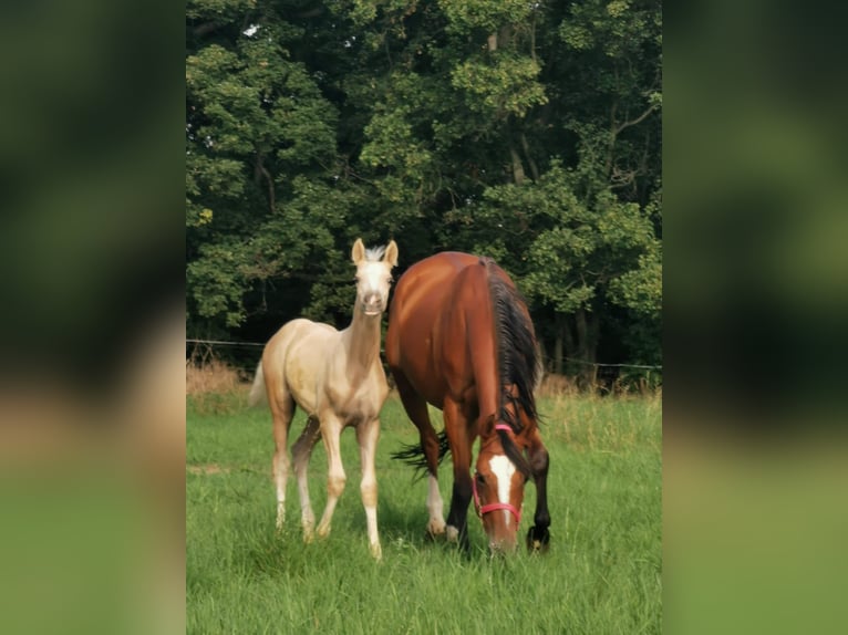 German Riding Pony Mare 11 years 14.2 hh Brown in Vienenburg