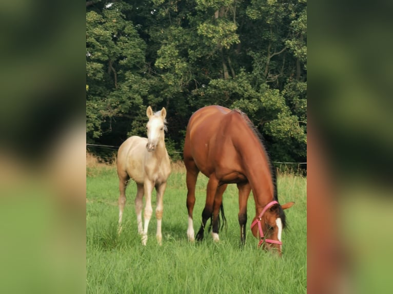 German Riding Pony Mare 11 years 14.2 hh Brown in Vienenburg