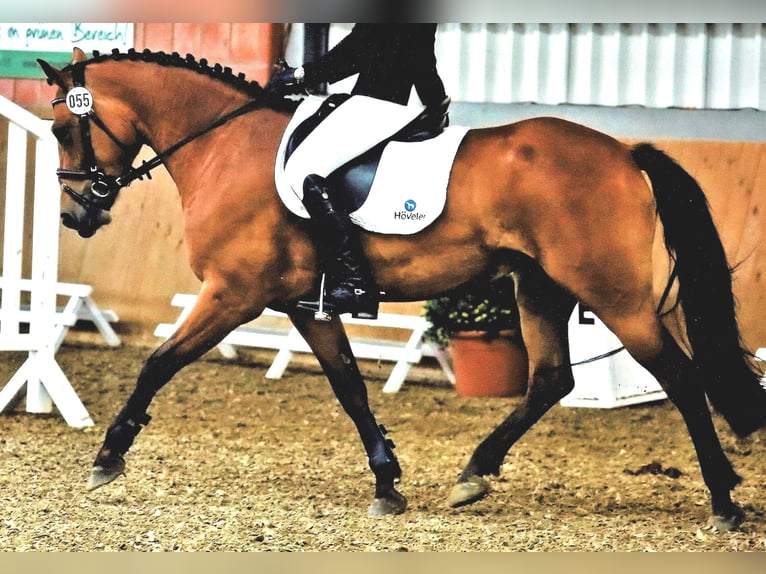German Riding Pony Mix Mare 11 years 14,2 hh Brown in Emsdetten