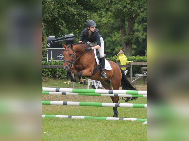 German Riding Pony Mix Mare 11 years 14,2 hh Brown in Emsdetten