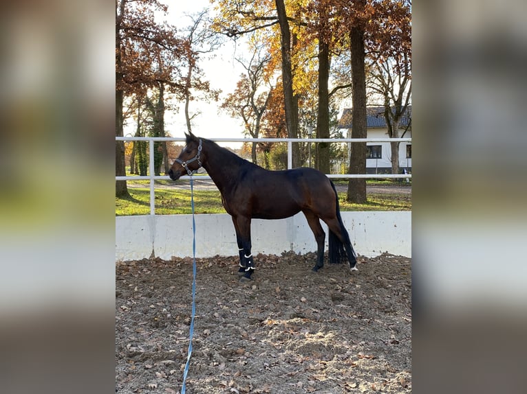 German Riding Pony Mare 11 years 14,2 hh Brown in München