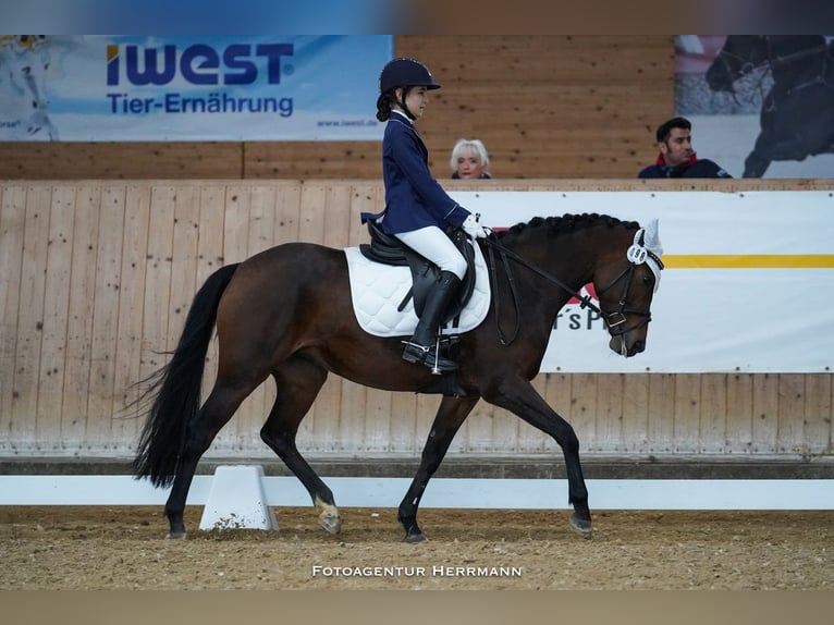 German Riding Pony Mare 11 years 14,2 hh Brown in München
