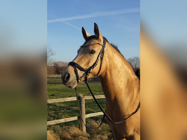 German Riding Pony Mare 11 years 14.2 hh Buckskin in Taucha