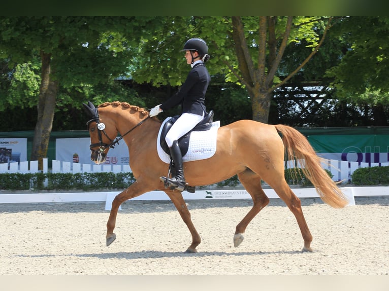 German Riding Pony Mare 11 years 14,2 hh in Lanškroun