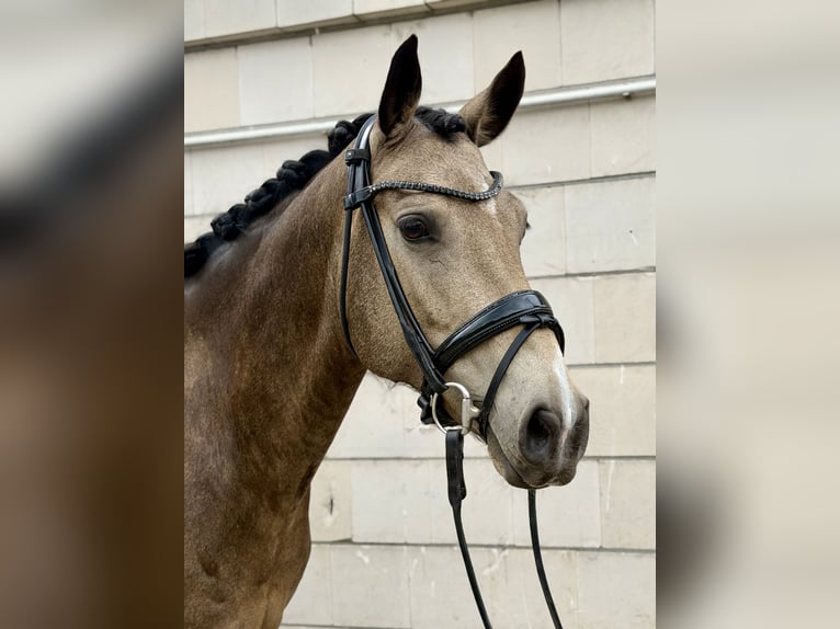 German Riding Pony Mare 11 years 14.2 hh Dun in Brieselang