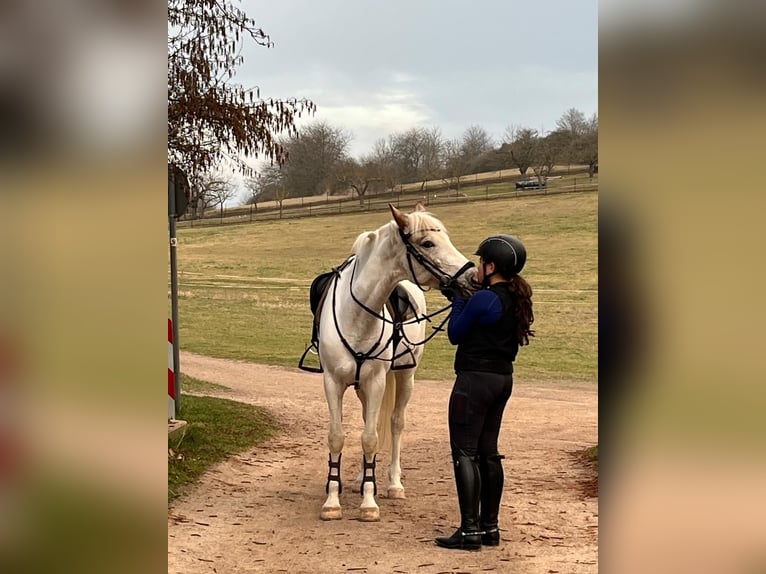 German Riding Pony Mare 11 years 14.2 hh Grey in Artern