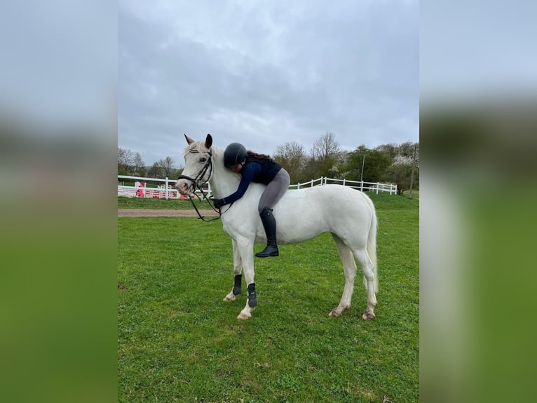 German Riding Pony Mare 11 years 14.2 hh Grey in Artern