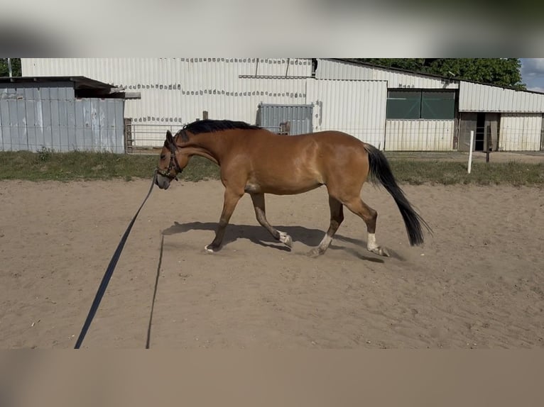 German Riding Pony Mare 11 years 14.2 hh  in Nortorf