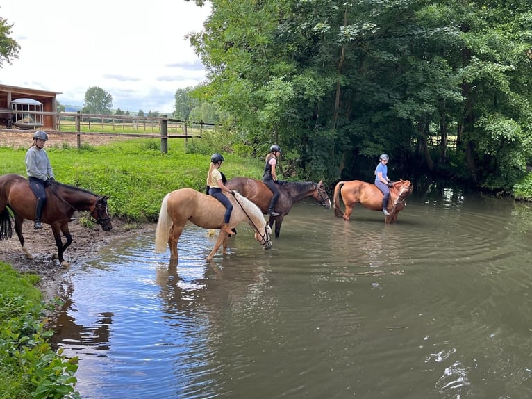 German Riding Pony Mare 11 years 14.2 hh Palomino in Tiddische