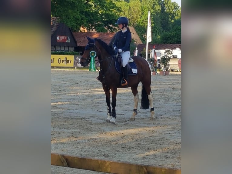 German Riding Pony Mare 11 years 14.2 hh Pinto in Wickede