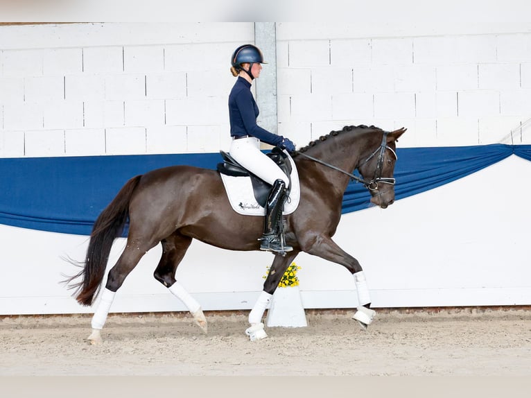 German Riding Pony Mare 11 years 14.2 hh Smoky-Black in Marsberg