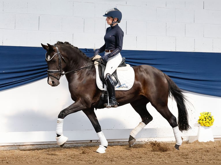 German Riding Pony Mare 11 years 14 hh Black in Marsberg