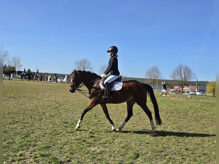 German Riding Pony Mare 11 years 14 hh Brown in Bregenstedt