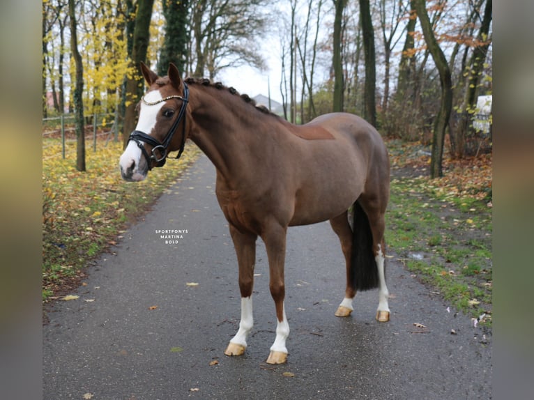German Riding Pony Mare 11 years 14 hh Chestnut-Red in Recke, bei Osnabrück