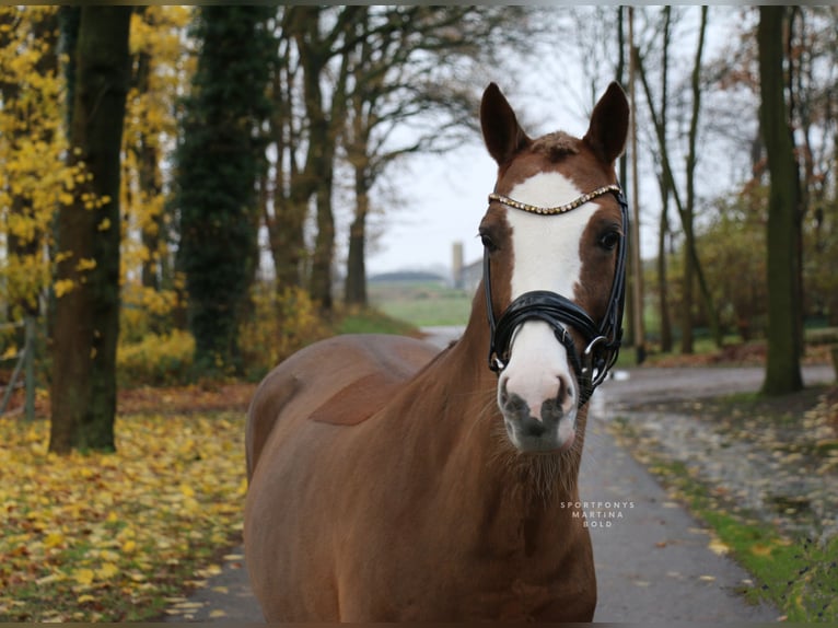 German Riding Pony Mare 11 years 14 hh Chestnut-Red in Recke, bei Osnabrück