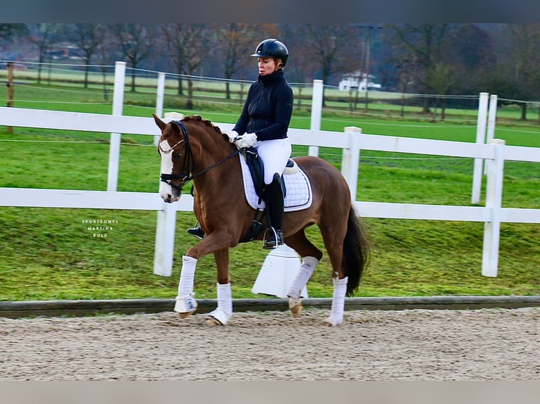 German Riding Pony Mare 11 years 14 hh Chestnut-Red in Recke, bei Osnabrück