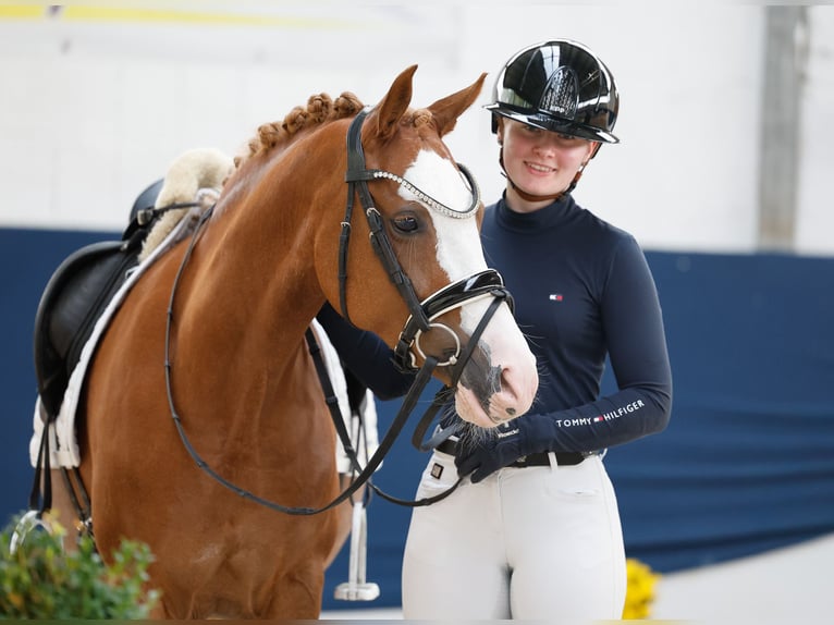 German Riding Pony Mare 11 years 14 hh Chestnut-Red in Marsberg