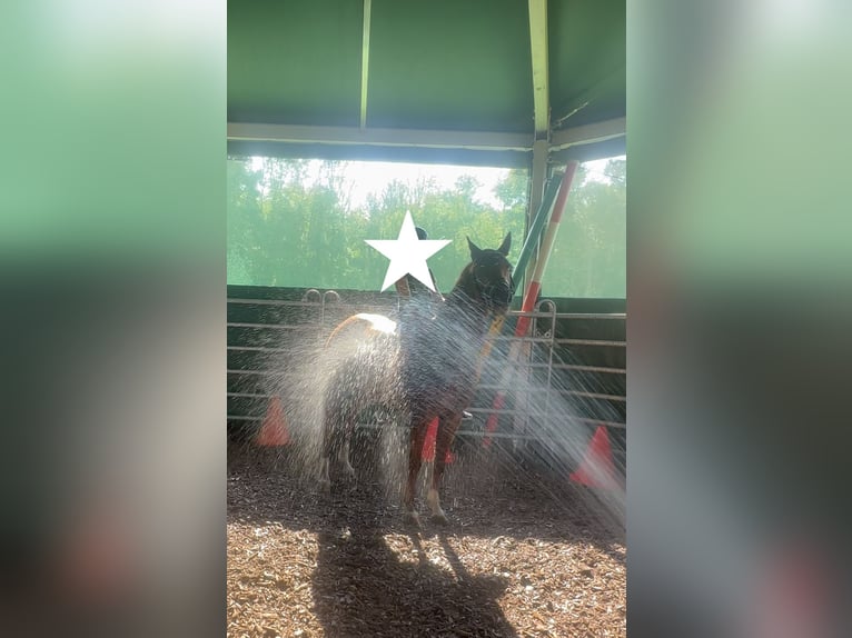 German Riding Pony Mare 11 years 14 hh Chestnut-Red in Niederschönenfeld
