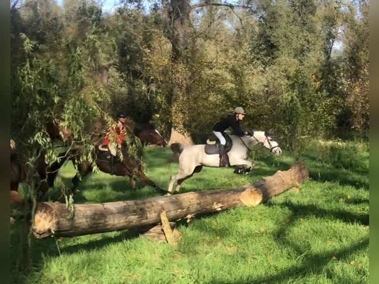 German Riding Pony Mare 11 years 14 hh Gray in Einhausen