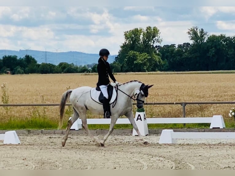 German Riding Pony Mare 11 years 14 hh Gray in Einhausen