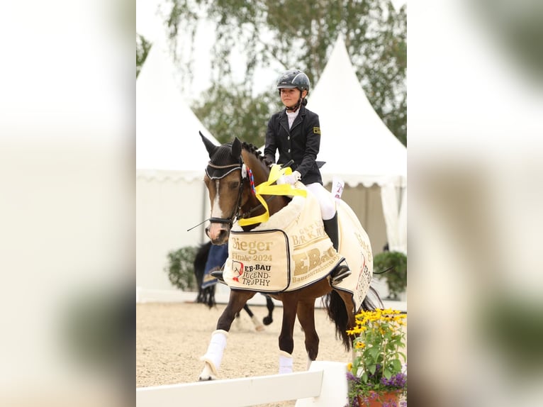 German Riding Pony Mare 11 years 14 hh Palomino in Iggingen